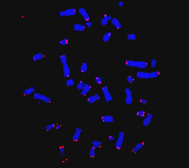 FD-01124H  Hsa  Telomere C  FISH Probe